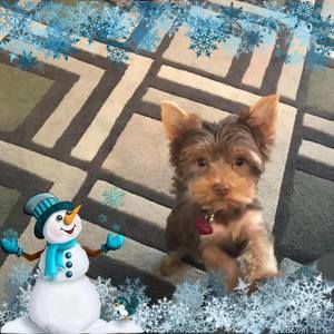 Meet your Posher, Brenda